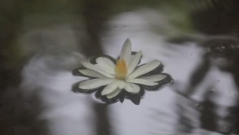 A-white-water-Lily-in-bloom-rests-on-water-hardly-moving-as-the-water-ripples
