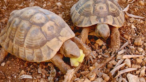 Small-steps-of-the-tortoises-walking-on-the-loose-stones