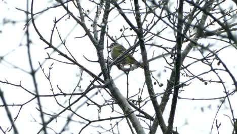Yellow-and-grey-bird-sitting-calm-between-the-bare-branches-looking-around-on-a-cloudy-day