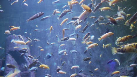 4k-plenty-of-colored-fish-in-the-freshwater-aquarium-of-the-Guadalajara-zoo,-Jalisco,-Mexico