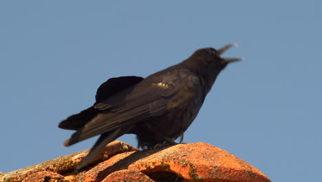 Large-Billed-Crow-Perching-On-Mossy-Ceramics-During-Sunny-Day