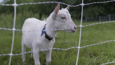 Handheld-tracking-shot-of-young-white-goat-chewing-in-pasture