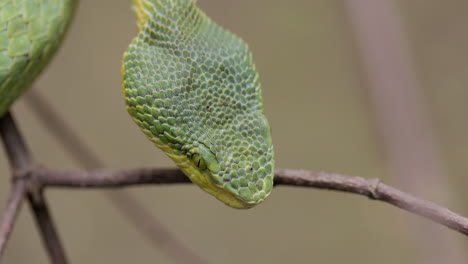 Close-up-Detail-Of-Bamboo-Pit-Viper's-Head