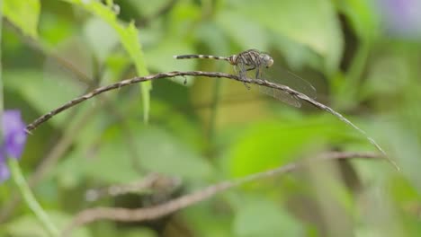 Macro-view-of-an-orthetrum-sabina-on-a-branch