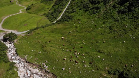 Bird's-Eye-View-Of-The-Cattles-Feeding-On-The-Grass-At-The-Green-Valley-In-Austrian-Town-of-Kaprun