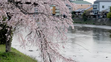 Die-Beste-Kirschblüte-In-Kyoto