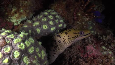 Fimbriated-Moray-Eel--on-coral-reef-at-night