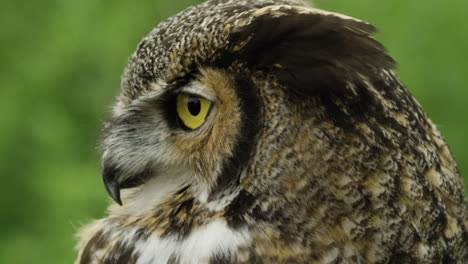 Great-horned-owl-head-turn-slow-motion