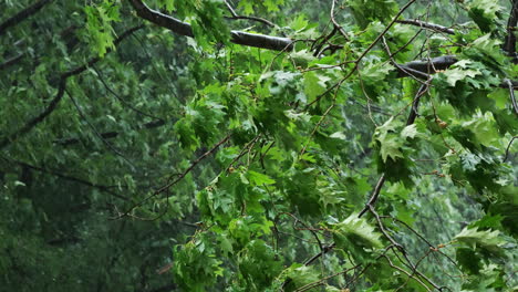 Rain-in-the-forest,-green-foliage-in-wind-during-rainfall