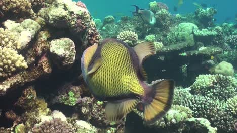 Schnurrbart-Drückerfisch-Schwimmt-Auf-Korallenriff-Im-Roten-Meer
