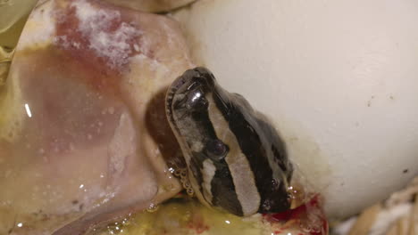 Baby-python-emerging-from-egg-covered-in-yolk