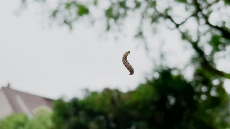 Close-up-shot-of-climbing-caterpillar-moths-in-web-net-in-wilderness-against-bright-sky