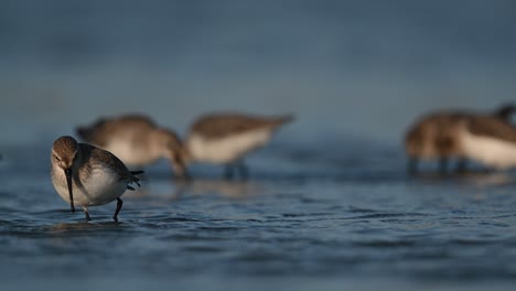 Winter-birds-Curlew-sandpiper-wandering-for-food-in-the-shallow-marsh-land-at-low-tide