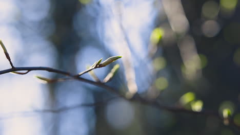 Panning-close-up-of-thin-tree-branch-with-green-buds-in-sunlight