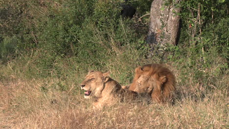 Löwen-Paaren-Sich-Im-Greater-Kruger-Nationalpark-In-Afrika