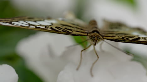 Extreme-macro-close-up-of-busy-butterfly-resting-on-white-flower-in-wilderness