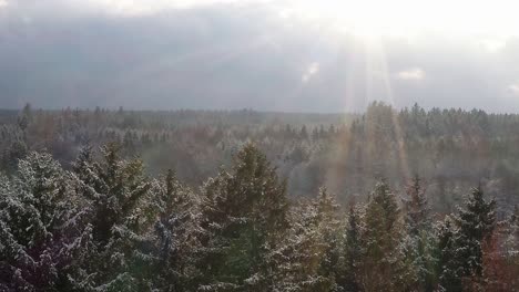 La-Nieve-Cae-Mientras-El-Sol-Brilla-Sobre-Los-árboles-De-Coníferas,-Aéreos-En-La-Temporada-De-Invierno