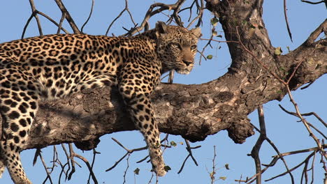Close-view-of-leopard-resting-on-tree-branch,-surveying-surroundings