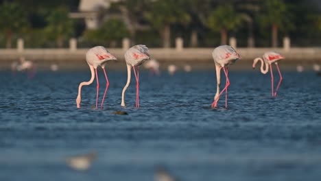 Winter-Migratory-birds-Greater-Flamingos-wandering-in-the-shallow-sea-backwaters-at-low-tide---Bahrain