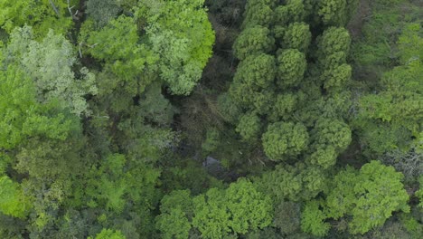 Top-down-view-of-Tottori-Forests,-Aerial-Rise-Shot,-Japan