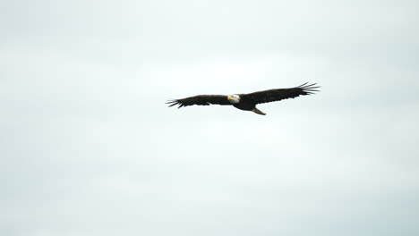 águila-Atrapando-Peces-Y-Alimentándose-En-Columbia-Británica,-Canadá