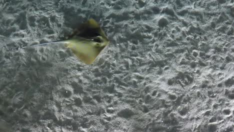 Sting-rays-in-shallow-water-with-a-sandy-bottom