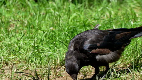 Close-up-shot-of-wild-black-crow-eating-in-sunlight-on-green-grass-field-outdoor
