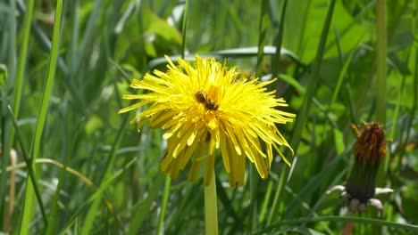 Bee-Gathering-Pollen-On-Yellow-Flower-Of-Dandelion-On-A-Sunny-Spring-Day