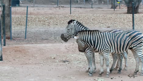 Drei-Zebras-Spielen-Zusammen,-Lustige-Tiere-Im-Australischen-Zoo