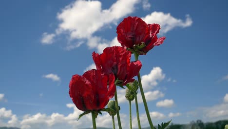 Red-poppy-flower-against-blue-sky-and-clouds-during-spring-season-in-wilderness