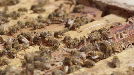 Bienenzucht---Bienenstock-Wird-Nach-Der-Inspektion-Abgedeckt,-Zeitlupen-Nahaufnahme