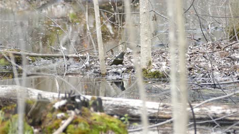 Schwarzer-Grackelvogel,-Der-In-Einem-Sumpfigen-Wald-Nahrung-Frisst-Und-Sucht