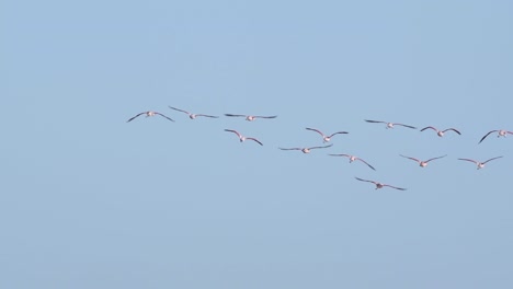 Flock-of-Chilean-Flamingoes-Flying-Freely-As-Group-In-Plain-Blue-Sky,-Away-From-Camera