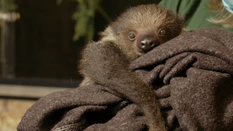 Human-petting-a-baby-sloth