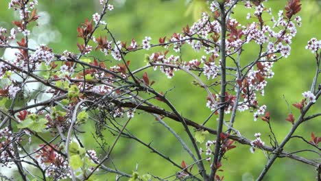 Ein-Prächtiger-Gelber-Kanadasängervogel-Fliegt-Von-Einem-Stacheligen-Zweig-Voller-Blumen-Ab