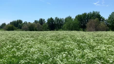 Summer-meadow-filled-with-blooming-cow-parsley-swaying-in-the-wind