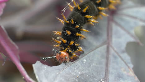 Ultra-Macro-shot-of-wild-Caterpillar-with-orange-spikes-biting-fresh-leaf-in-nature