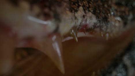 Extreme-close-up-macro-of-caiman-teeth