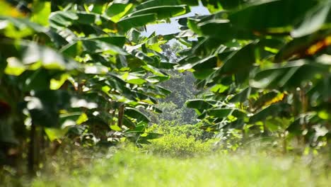 Long-rows-of-banana-trees-waving-in-the-wind-with-only-the-far-background-in-focus