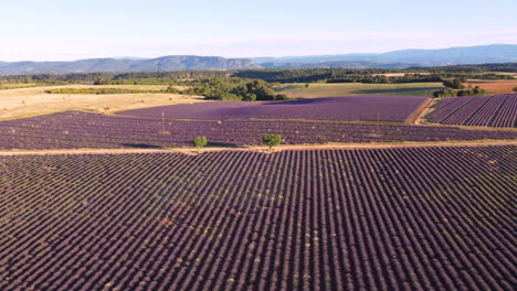 Plateau-de-Valensole-lavender-field-aerial-view
