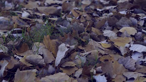 Nahaufnahme-Von-Gefallenen-Herbstblättern,-Die-Vom-Wind-Bewegt-Werden