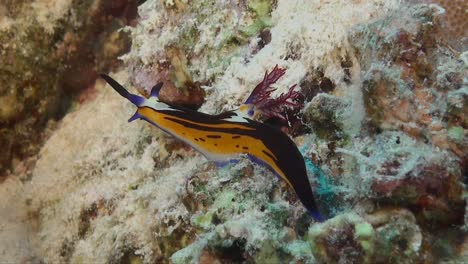 Doridae-nudiranch-from-the-Red-Sea