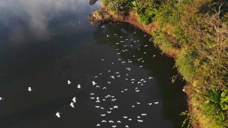 Flock-of-white-herons-flying-over-a-river