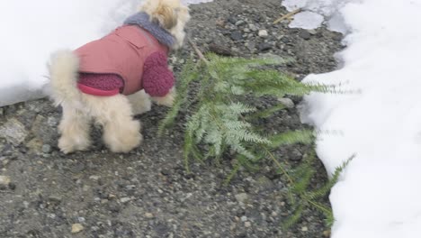 Cute-Puppy-Dog-in-Red-Decides-to-Bring-Home-Her-Own-Christmas-Tree-This-Year