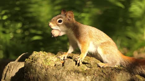 A-close-up-view-of-a-squirrel-on-a-tree-with-a-nut-in-the-mouth