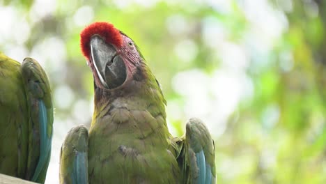 4k-rare-Yellow-cheeked-parakeet-staring-and-winking-gently,-closeup-view