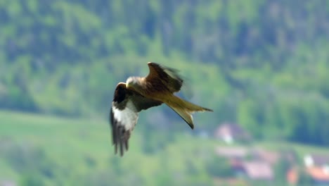 Cinematic-aerial-track-shot-of-red-kite-in-flight-with-green-forest-trees-in-background