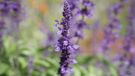 Field-of-lavender-plants-in-the-farm