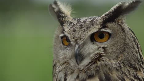 Stoic-eagle-owl-slow-motion-in-the-wind