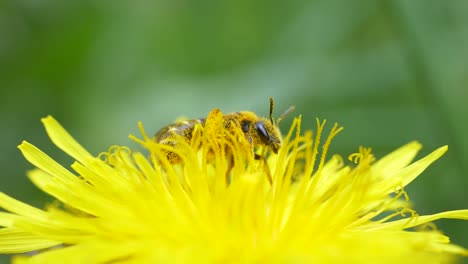 Macro-Of-Bumblebee-Resting-And-Pollinating-Flower-Of-Dandelion-In-The-Field